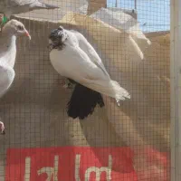 تعدادی کبوتر گرفتنی|پرنده|شیراز, کرونی(خاتونک)|دیوار