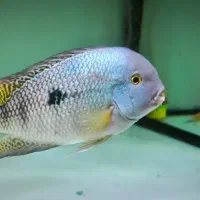 ویجانیکاراگوئنس معاوضه