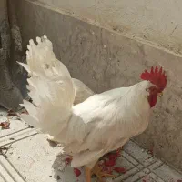 فروش دو خروس