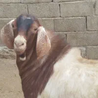 نر بز اصیل|حیوانات مزرعه|کنگاور, |دیوار