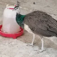 طاووس فروشی