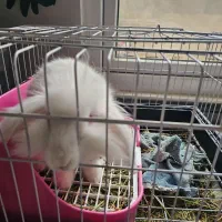 خرگوش لوپ|موش و خرگوش|کرج, فاز ۳ گوهردشت|دیوار