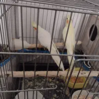 یک جفت عروس هلندی صددرصد تضمینی|پرنده|بومهن, |دیوار