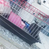 خرگوش ماده