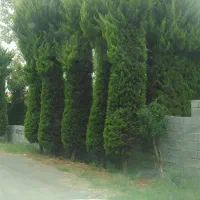 فروش-زمین-مسکونی-تنکابن-شمس-آباد
