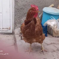 ۳۰۰ هزار تومان|حیوانات مزرعه|سبزوار, ابارش|دیوار