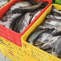 فراوری،بسته بندی و انجماد ماهی قزل آلا لرستان|خوردنی و آشامیدنی|الیگودرز, |دیوار