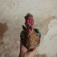 نیمچه مرغ خروس گلین|حیوانات مزرعه|شیراز, احمدآباد|دیوار