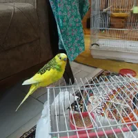 مرغ عشق نر بالغ