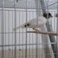 فروش قناری های خانگی|پرنده|اردکان, |دیوار