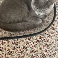 فروش یک عدد گربه نژاددار