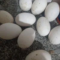 تخم قوغاز بی نطفه . چناران .