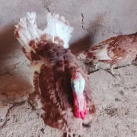بوقلمون بوربورن نر|حیوانات مزرعه|شوشتر, |دیوار