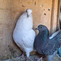 کفتر جفت نر خال پیس ماده سبز