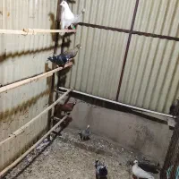 کفتر