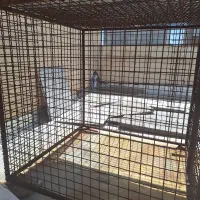 قفس|لوازم جانبی حیوانات|کرمان, |دیوار