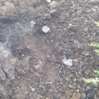 کود حیوانی پین