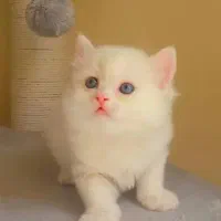 گربه بریتیش چشم آبی