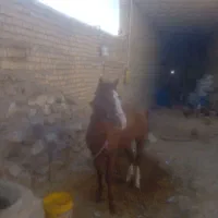 مادیون|اسب و تجهیزات اسب‌سواری|الیگودرز, |دیوار