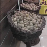 سبدتخمه یاآجیل