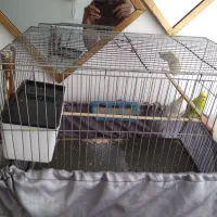 مرغ عشق|پرنده|کوهدشت, |دیوار