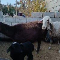 فروش میش و بره دوقلو|حیوانات مزرعه|شاهرود, |دیوار