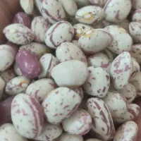 فروش لوبیا چیتی نو ایرانی