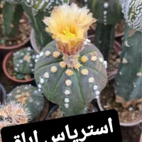 کاکتوس پیوندی|گل و گیاه طبیعی|شاهرود, |دیوار