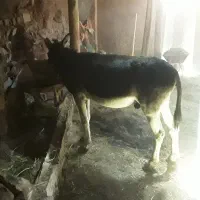 خرجوان