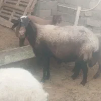 میش. گوسفند. افشاری