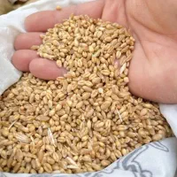 گندم وجو|حراج|نطنز, |دیوار