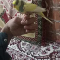 مرغ عشق فروشی|پرنده|سراوان, |دیوار