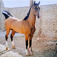 فروش کره نریون یک و نیم ساله نوه شکارشریف|اسب و تجهیزات اسب‌سواری|شیراز, ارم|دیوار