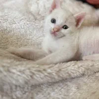 واگذاری گربه نژاد پرشین و کالیکو