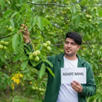 گـردو محلی پوست کاغذی با ضمانت کیفیت