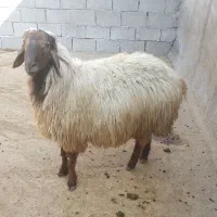 بره بره نر کاور گوسفند قوچ