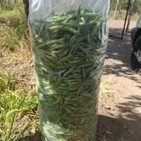 لوبیا سبز تازه و ارگانیک