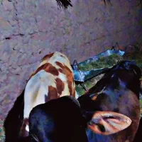 گوساله