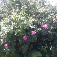 فروش نهال گل محمدی از نوع خاردارو گل دهی بالا