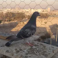 کفتر شهرستانی