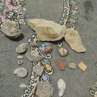 سنگ فسیل|کلکسیون اشیاء عتیقه|فاضل آباد, |دیوار