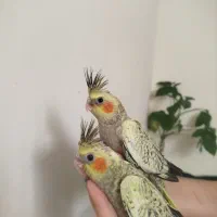 جوجه عروس هلندی