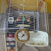 قفس باتمام تجهیزات