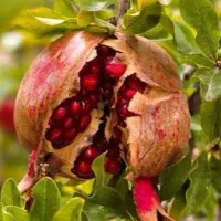 انار ربی 100کیلیو من خودم لازم ندارم بهترین انار
