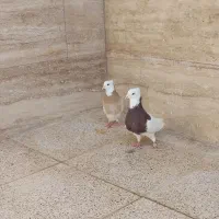 کفتر|پرنده|جهرم, |دیوار