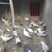 کبوترهای رنگی|پرنده|لنجان, |دیوار