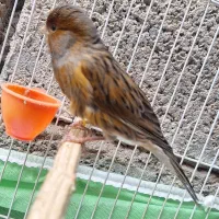 قناری  پرتقالی درشت کوتاه بلند سوخته مست مست|پرنده|کارون, |دیوار