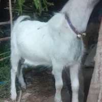 دو عدد چکل سانن|حیوانات مزرعه|فسا, |دیوار