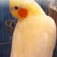 عروس هلندی گم شده