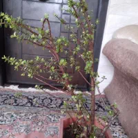 گیاه تزئنی ویلاخود